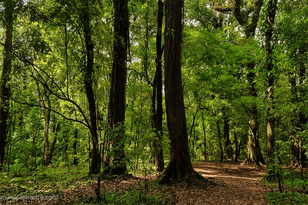 Top 10 Places to Visit In Meghalaya (Timing, Fees, Location)